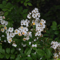 rosa_multiflora8md