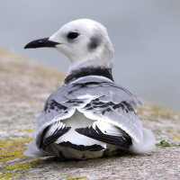 mouette_tridactyle_-_rissa_tridactyla13md