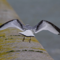 mouette_tridactyle_-_rissa_tridactyla14md