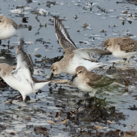 becasseau_variable_-_calidris_alpina11bd (Calidris alpina)