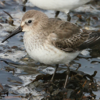 Calidris alpina (Bécasseau variable)