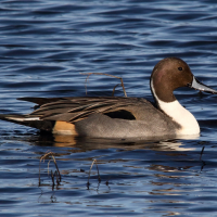 canard_pilet_-_anas_acuta5md (Anas acuta)