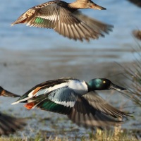 canard_souchet_-_spatula_clypeata9bd
