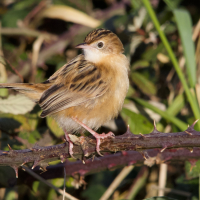 cisticole_des_joncs_-_cisticola_juncidis5md