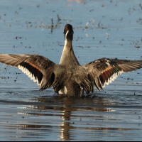 canard_pilet_-_anas_acuta6bd (Anas acuta)