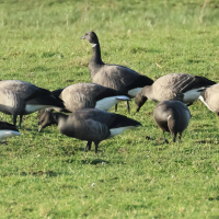 bernache_cravant_-_branta_bernicla10bd (Branta bernicla)