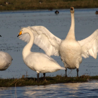 cygne_chanteur_-_cygnus_cygnus6md (Cygnus cygnus)