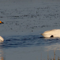 cygne_chanteur_-_cygnus_cygnus7md (Cygnus cygnus)