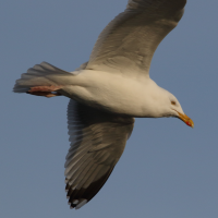 goeland_argente_-_larus_argentatus19md