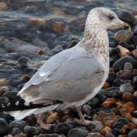 goeland_argente_-_larus_argentatus20md