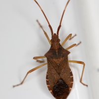 gonocerus_acuteangulatus7md