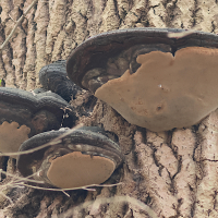 phellinus_igniarius3bd