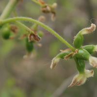 celtis_australis5md (Celtis australis)