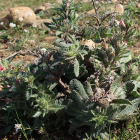 Echium asperrimum (Vipérine des Pyrénées, Vipérine très rude)