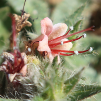 echium_asperirimum2md (Echium asperrimum)