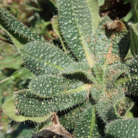 echium_asperirimum3md (Echium asperrimum)