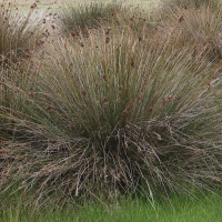 juncus_acutus3md