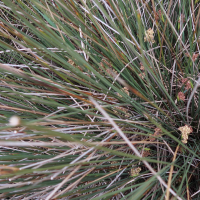 juncus_acutus6md