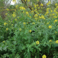 Sinapis alba (Moutarde blanche, Sénevé)