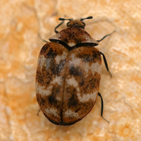 anthrenus_verbasci7md (Anthrenus verbasci)