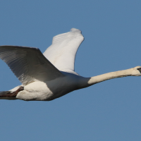 cygne_tubercule_-_cygnus_olor18md (Cygnus olor)