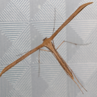 Emmelina monodactyla (Ptérophore commun)