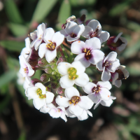 lobularia_maritima12md