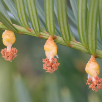 taxus_baccata3md