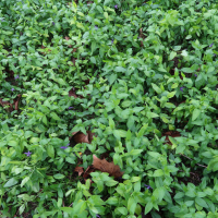 Vinca herbacea (Pervenche herbacée)