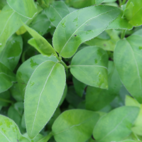 vinca_herbacea2md