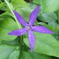 vinca_herbacea3md