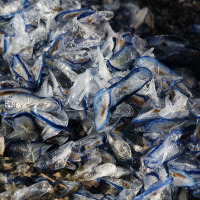 velella_velella5md