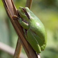 Hyla meridionalis (Rainette méridionale)