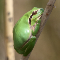 hyla_meridionalis3md