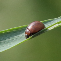 Cynegetis impunctata (Coccinelle)