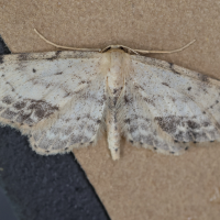 idaea_dimidiata3md