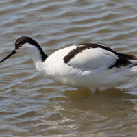 Recurvirostra avosetta (Avocette élégante)