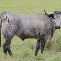 Bos taurus (23) (Vache race Morucha)