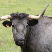 bos_taurus_morucha2md (Bos taurus (23))