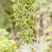 euphorbia_characias6md (Euphorbia characias)