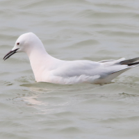 goeland_railleur_-_chroicocephalus_genei7md (Chroicocephalus genei)