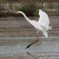 Ardea alba (Grande Aigrette)