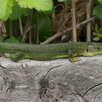 Lacerta bilineata (Lézard vert, Lézard vert occidental)