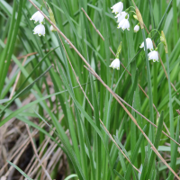 leucojum_aestivum4md