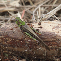 locusta_migratoria5bd