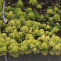 myriophyllum-aquaticum5md