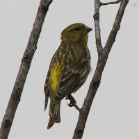 serin_cini_-_serinus_serinus5md