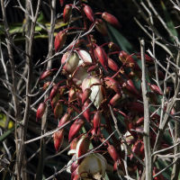 yucca_gloriosa10md