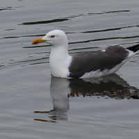 goeland_brun_-_larus_fuscus16md