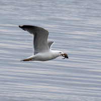 goeland_marin_-_larus_marinus15md